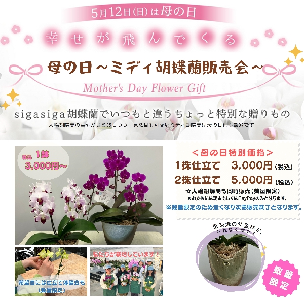 sigasiga orchid house　ミディ胡蝶蘭販売会♪